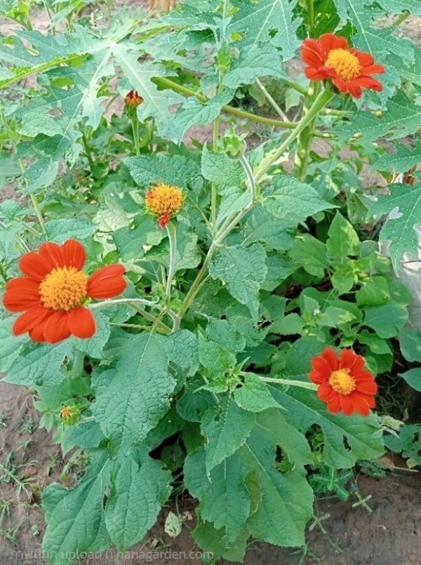 เมล็ดทานตะวันเม็กซิกัน (Mexican Sunflower) | Alungkarn - เมืองราชบุรี ราชบุรี