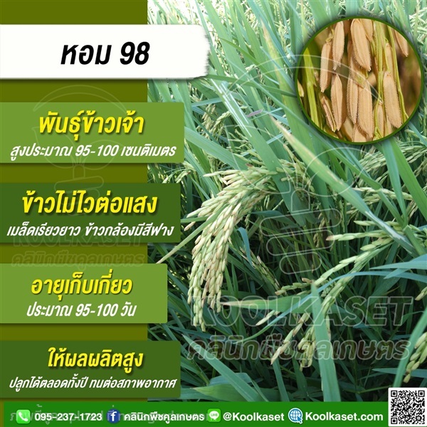 พันธุ์ข้าว ข้าวเจ้า ข้าว.กข98(หอมฟุ้ง) นาปี นาปรัง | คลินิกพืชคูลเกษตร - ชุมตาบง นครสวรรค์