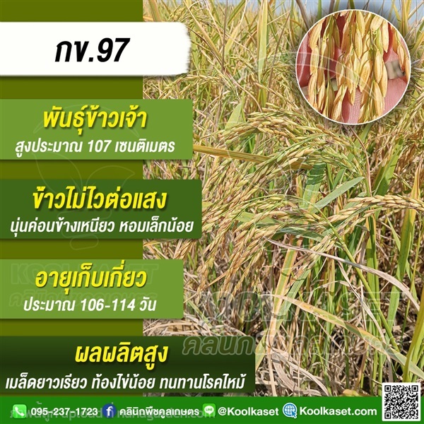 พันธุ์ข้าว ข้าวเจ้า ข้าว(กข97) นาปี นาปรัง | คลินิกพืชคูลเกษตร - ชุมตาบง นครสวรรค์