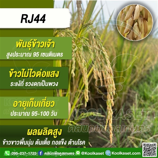 พันธุ์ข้าว ข้าวเจ้า ข้าว(RJ44) นาปี นาปรัง | คลินิกพืชคูลเกษตร - ชุมตาบง นครสวรรค์