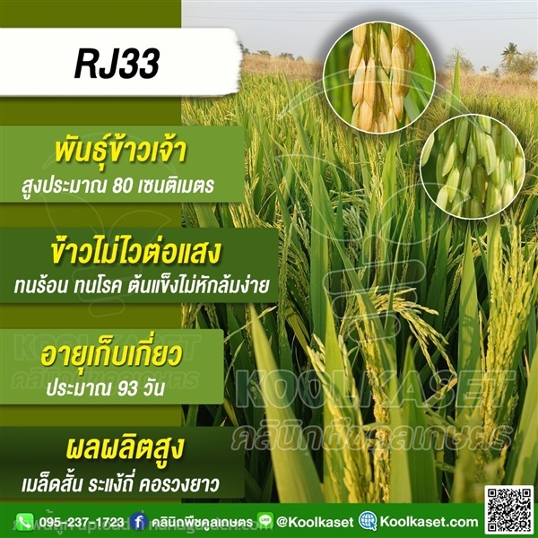 พันธุ์ข้าว ข้าวเจ้า ข้าว(RJ33) นาปี นาปรัง | คลินิกพืชคูลเกษตร - ชุมตาบง นครสวรรค์