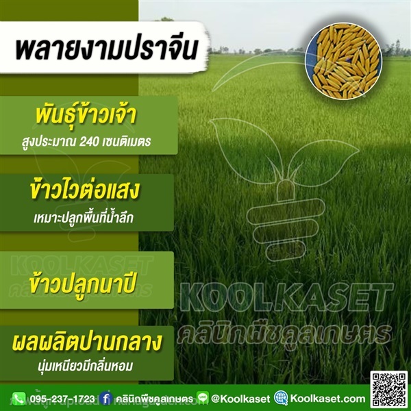 พันธุ์ข้าว ข้าวเจ้า ข้าว(พลายงามปราจีน) นาปี | คลินิกพืชคูลเกษตร - ชุมตาบง นครสวรรค์