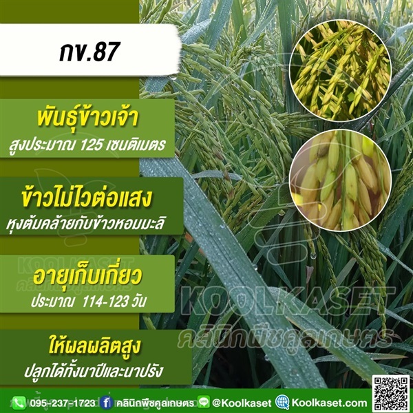 พันธุ์ข้าว ข้าวเจ้า ข้าว(กข.87) นาปี นาปรัง | คลินิกพืชคูลเกษตร - ชุมตาบง นครสวรรค์