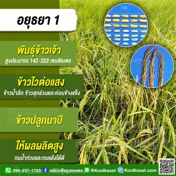 พันธุ์ข้าว ข้าวเจ้า ข้าว(อยุธยา 1) นาปี | คลินิกพืชคูลเกษตร - ชุมตาบง นครสวรรค์