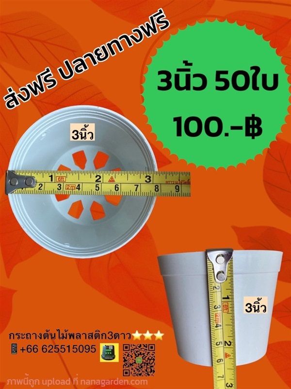 กระถาง3นิ้ว สีขาว 100ใบ | 3ดาว กระถางพลาสติก ราคาโรงงาน - เมืองปทุมธานี ปทุมธานี