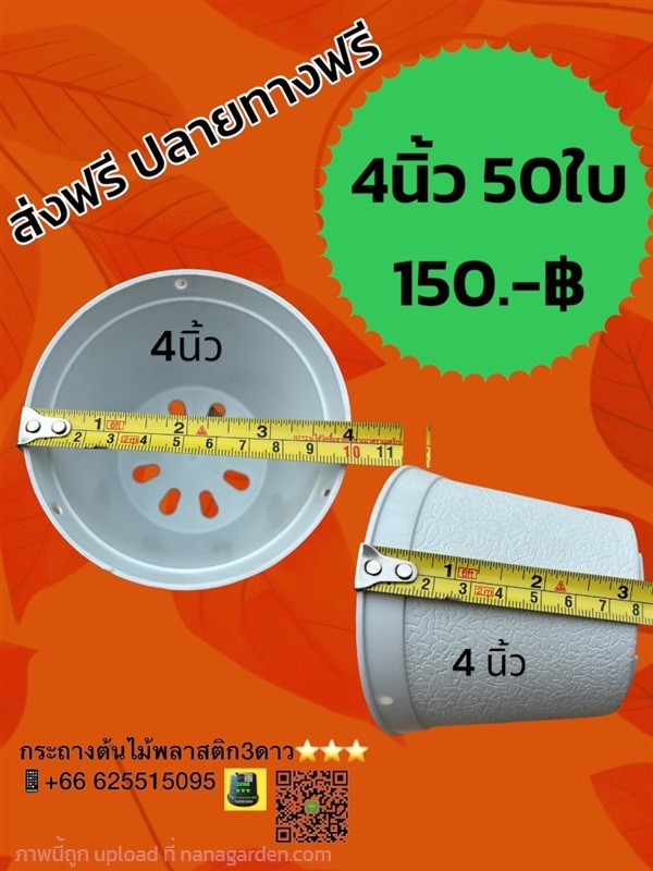 กระถางต้นไม้ 4 นิ้ว สีขาว 50ใบ | 3ดาว กระถางพลาสติก ราคาโรงงาน - เมืองปทุมธานี ปทุมธานี