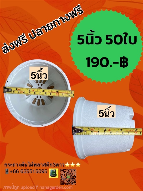 กระถางต้นไม้ 5นิ้ว สีขาว 50 ใบ | 3ดาว กระถางพลาสติก ราคาโรงงาน - เมืองปทุมธานี ปทุมธานี