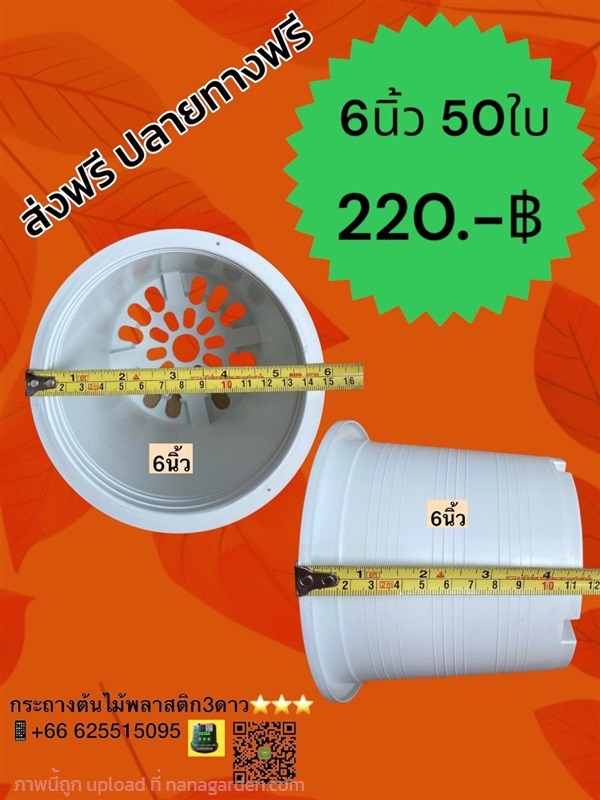 กระถางต้นไม้ 6 นิ้ว สีขาว 50ใบ | 3ดาว กระถางพลาสติก ราคาโรงงาน - เมืองปทุมธานี ปทุมธานี