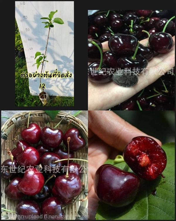 ต้นเชอร์รี่แบล็คเพิร์ล Black Pearl Cherry Tree  | Shopping by lewat - เมืองมหาสารคาม มหาสารคาม