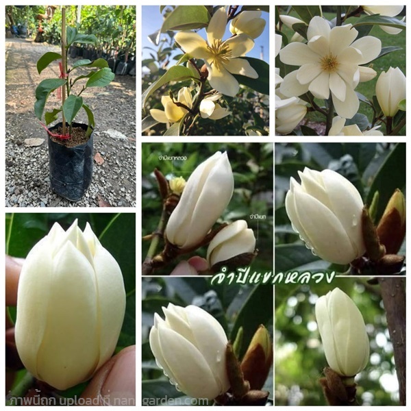 ต้นจำปีแขกหลวง ต้น จำปีแขกหลวง Magnolia x foggii / | Shopping by lewat - เมืองมหาสารคาม มหาสารคาม