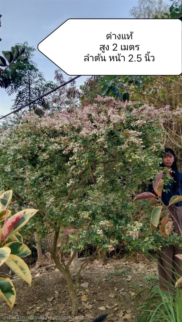 มะขามเทศด่างแท้ ใบชมพู ขาว เขียว สูง 1.7 เมตร | คุณนิธิไม้ดอกไม้ประดับ - เดิมบางนางบวช สุพรรณบุรี