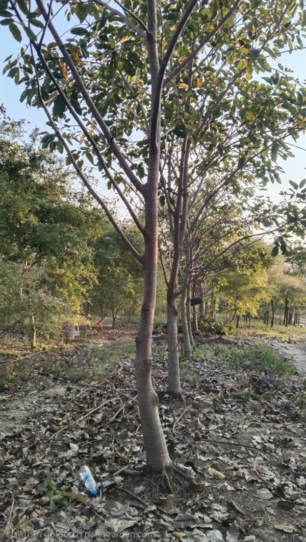 ต้นกร่าง ต้นมหาโชค | คุณนิธิไม้ดอกไม้ประดับ - เดิมบางนางบวช สุพรรณบุรี