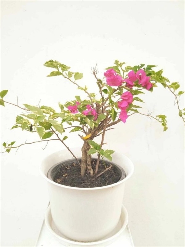 ต้นเฟื่องฟ้า PaperFlower , bougainvillea | Alungkarn - เมืองราชบุรี ราชบุรี