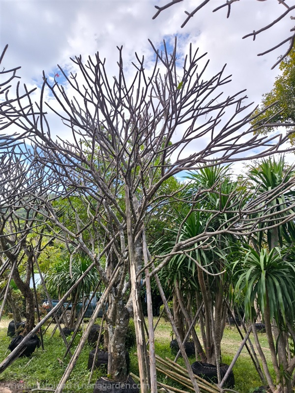 ลีลาวดี | ไดมอนด์การ์เด้น(ไม้สวยงาม) - แก่งคอย สระบุรี