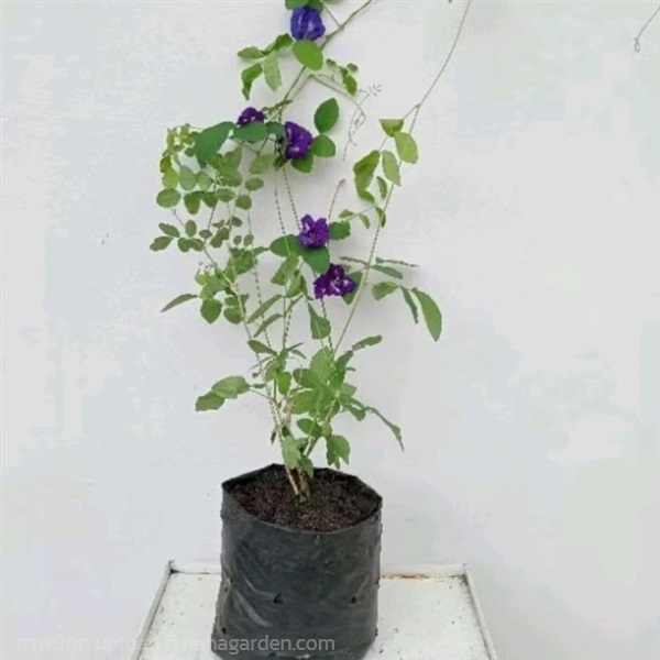 ต้นกล้าอัญชัน Butterfly Pea flower plant | Alungkarn - เมืองราชบุรี ราชบุรี