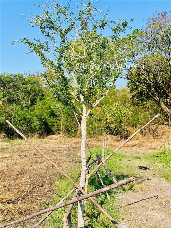 ต้นมะขามเทศด่าง | เดือนพันธุ์ไม้มงคล - บางใหญ่ นนทบุรี