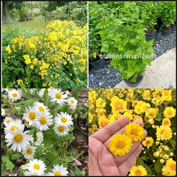 ต้น ดอกเก็กฮวย ต้นเก็กฮวย สี ขาว เหลือง Chrysanthe | Shopping by lewat - เมืองมหาสารคาม มหาสารคาม