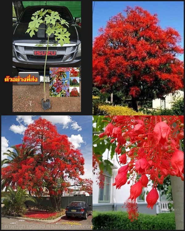 ต้นเพลิงภานุ ต้น เพลิงภาณุ flame tree Brachychlton | Shopping by lewat - เมืองมหาสารคาม มหาสารคาม