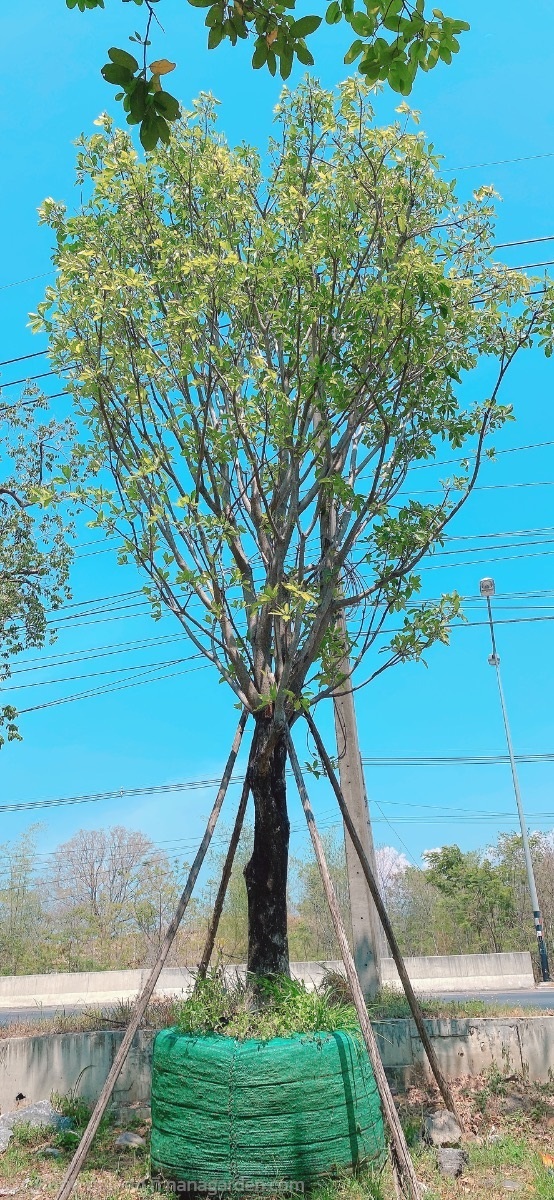 จิกน้ำ | สวนพันเงิน พันทอง -  สระบุรี