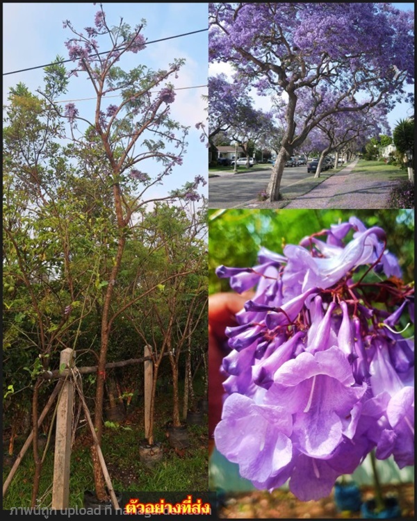 4 เมตร ต้นศรีตรัง ศรีตรัง แคฝอย ต้นแคฝอย ไม้ล้อม | Shopping by lewat - เมืองมหาสารคาม มหาสารคาม