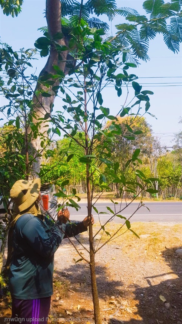 ต้นมั่งมี 2 เมตรขึ้นไป | กระท่อมกวางทราย - เมืองนครนายก นครนายก