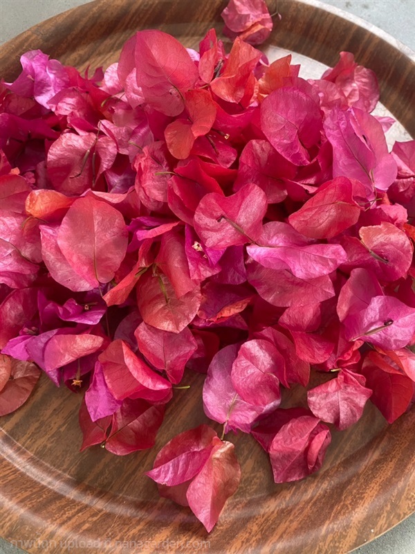 ดอกเฟื่องฟ้าอบแห้ง Paper flower, Bougainvillea | Alungkarn - เมืองราชบุรี ราชบุรี