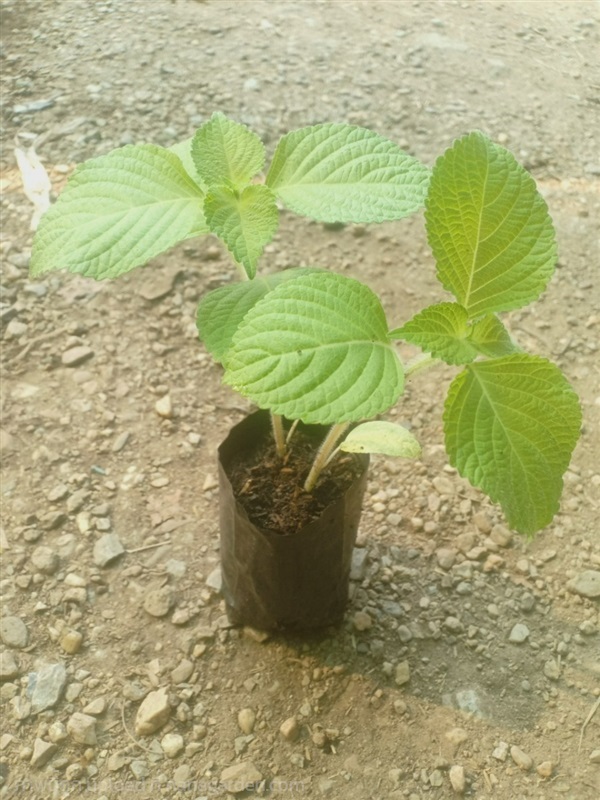 ต้นพันธุ์ ใบงาเขียว ใบชิโซะ (Shiso) ใบงาสีเขียว  | เจซีฟาร์ม - เวียงชัย เชียงราย