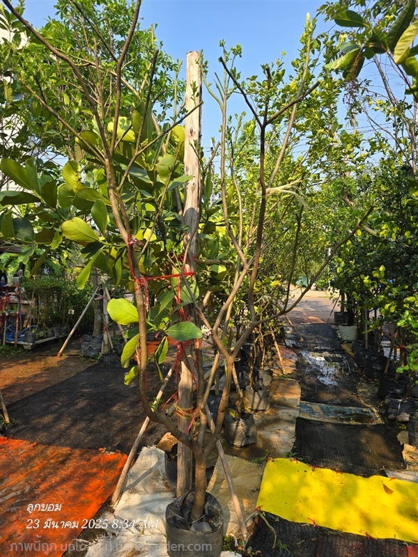 มะนาวยักษ์ | สวนป้านิตย์ ปราจีนบุรี - เมืองปราจีนบุรี ปราจีนบุรี