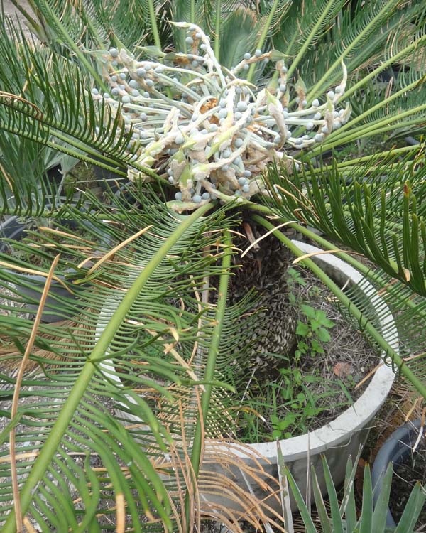 ปรง (Cycas  cairnsiana)