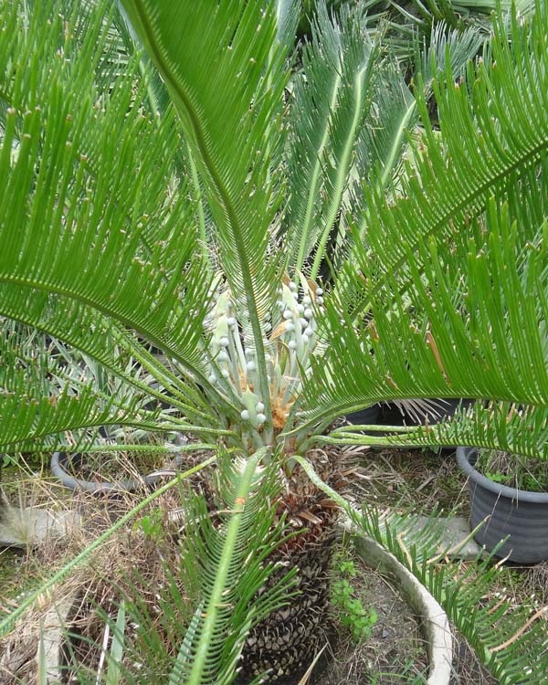 ปรง (Cycas  cairnsiana)