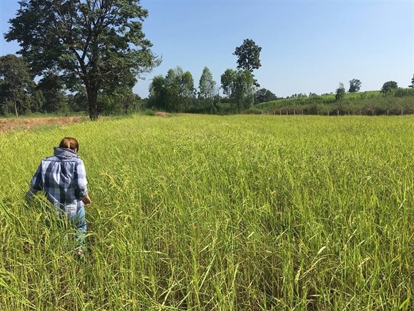 ข้าวหอมมะลิ 105 เกษตรอินทรีย์