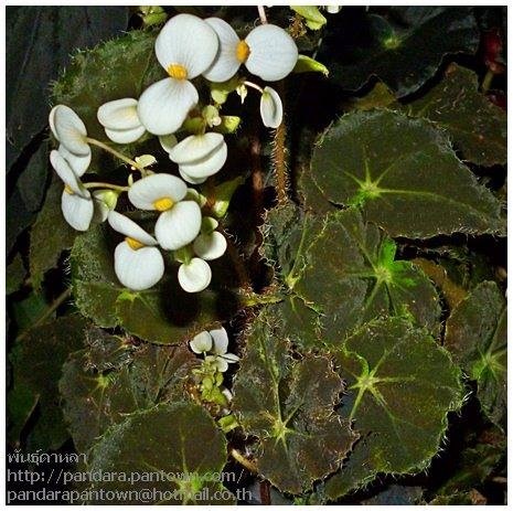 Begonia