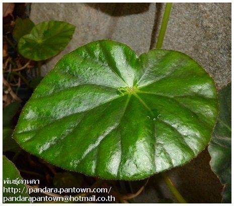 Begonia