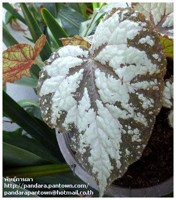 Begonia