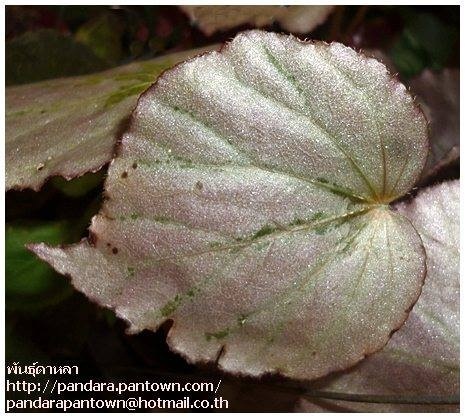 Begonia