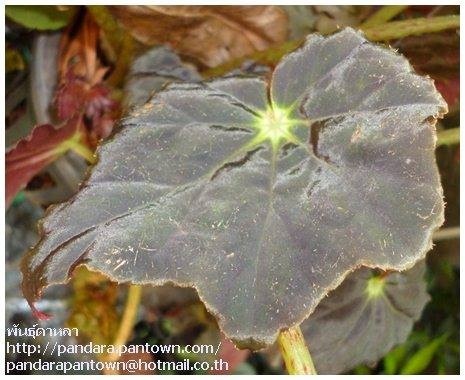 Begonia