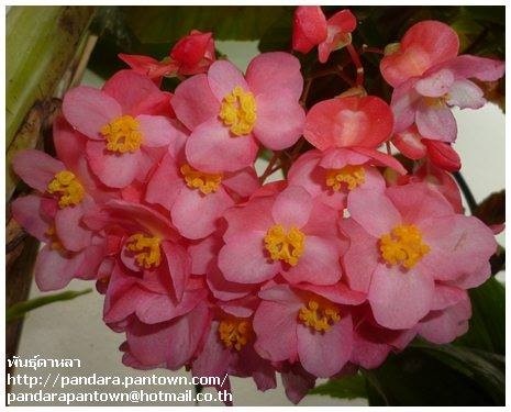 Begonia