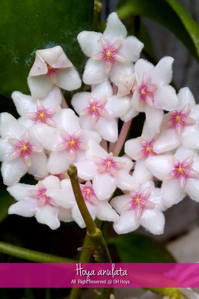 Hoya anulata