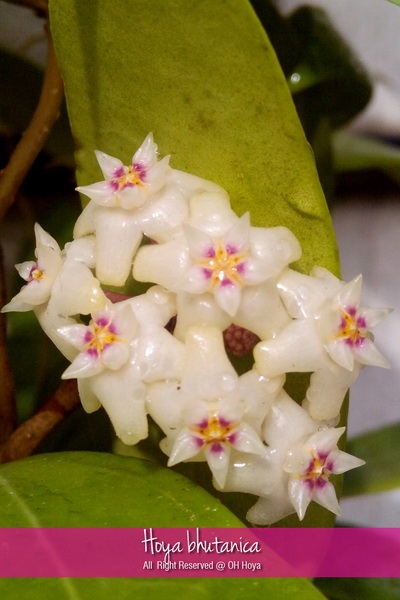 Hoya bhutanica