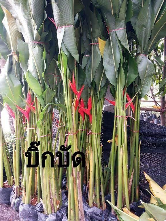 บิ๊กบัท | สวนใหม่พฤกษา นานาพันธุ์ไม้ - ปากพลี นครนายก