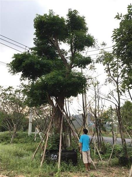 ต้นกระพี้จั่น | สวนพี&เอ็มเจริญทรัพย์พันธ์ุไม้ - แก่งคอย สระบุรี