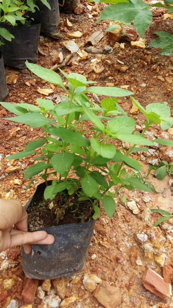 ต้นพันธุ์มิ้น  Mentha arvensis | ฟาร์มหญ้าหวาน บ้านสวนอุ่นใจ - เมืองเลย เลย