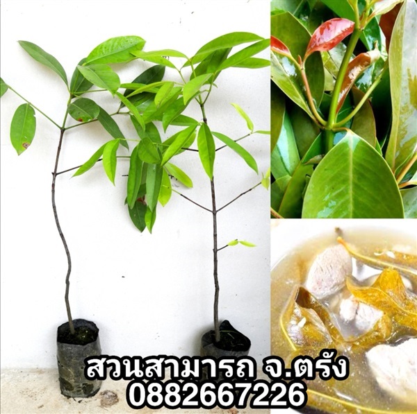 ชะมวง -ใต้แท้เปรี้ยวปรี๊ด | สวนสามารถ - ห้วยยอด ตรัง