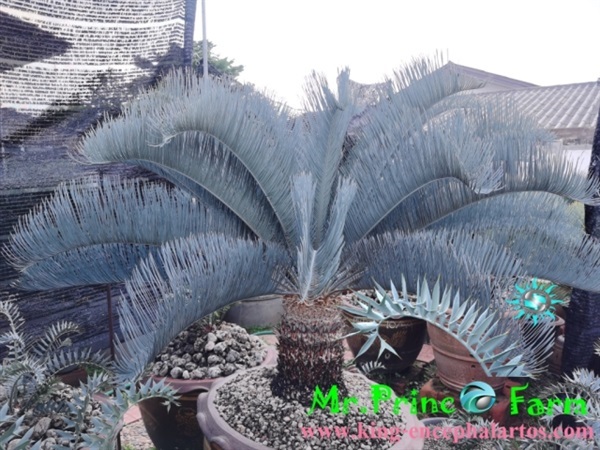 Cycas cairnsiana blue leaf (original) Electric blue | Mr.Prince Farm - ลาดพร้าว กรุงเทพมหานคร