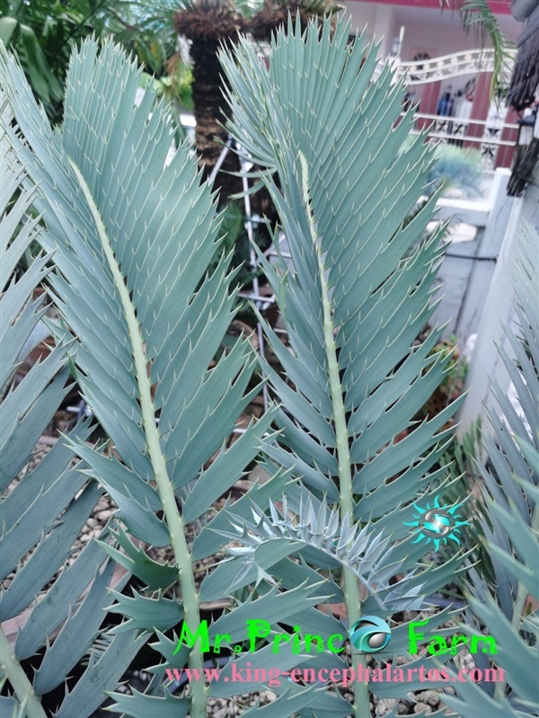 Encephalartos nubimontanus Robusta form(Original)