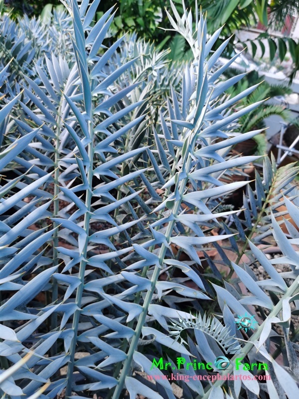 ปรง Encephalartos horridus high quality (original,purebred)