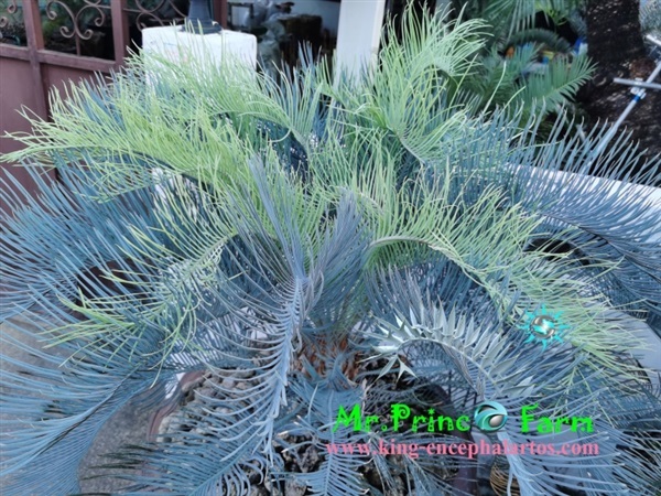 Cycas cairnsiana blue leaf (original) Electric blue