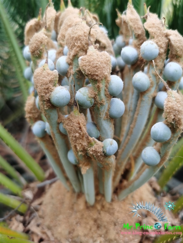 Cycas cairnsiana blue leaf (original) Electric blue