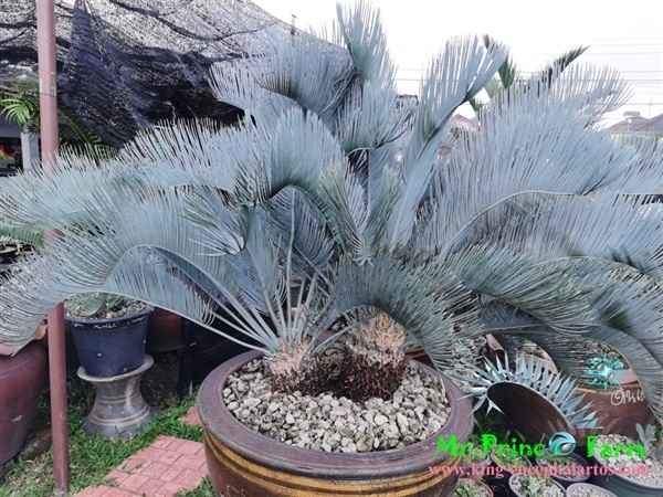 Cycas cairnsiana blue leaf (original) Electric blue