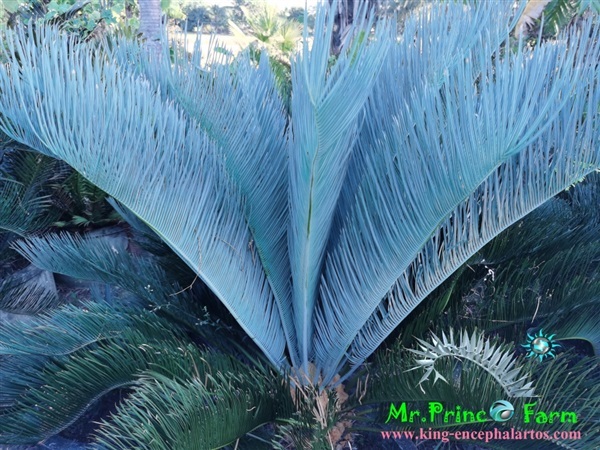 Cycas cairnsiana blue leaf (original) Electric blue